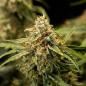 Preview: Samen 3x Medusa F1 Automatik Royalqueenseeds